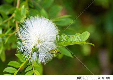 家の周りの草花　四季の色々　温室の花　白い球体花が咲きました　カリアンドラ・ハエマトケフェラア 111810106