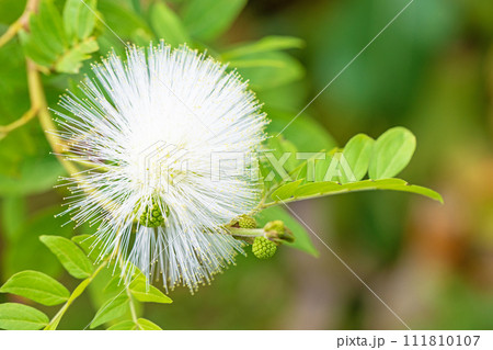 家の周りの草花　四季の色々　温室の花　白い球体花が咲きました　カリアンドラ・ハエマトケフェラア 111810107