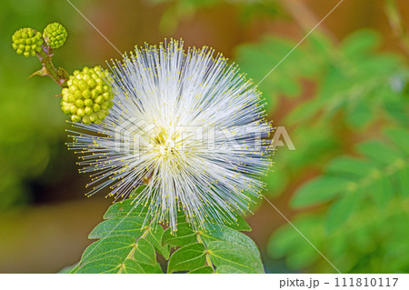 家の周りの草花 四季の色々 温室の花 白い球体花が咲きました カリアンドラ・ハエマトケフェラア 家の周りの草花 四季の色々 温室の花 白い球体花が咲きました カリアンドラ・ハエマトケフェラア 111810117