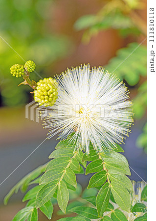 家の周りの草花 四季の色々 温室の花 白い球体花が咲きました カリアンドラ・ハエマトケフェラア 家の周りの草花 四季の色々 温室の花 白い球体花が咲きました カリアンドラ・ハエマトケフェラア 111810118