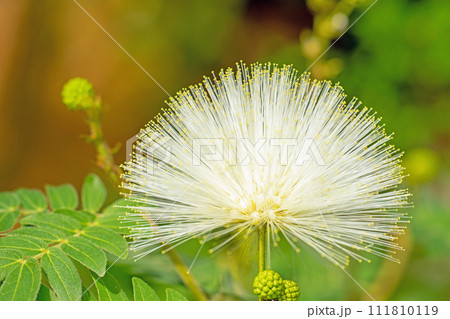 家の周りの草花 四季の色々 温室の花 白い球体花が咲きました カリアンドラ・ハエマトケフェラア 家の周りの草花 四季の色々 温室の花 白い球体花が咲きました カリアンドラ・ハエマトケフェラア 111810119
