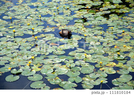 黄色いスイレンと野鳥 111810184