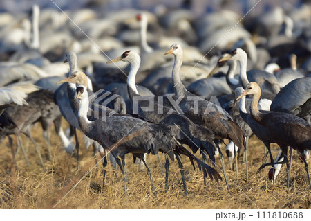 出水のツル 出水のツル 111810688