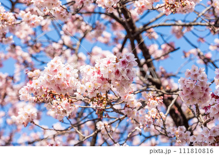【徳島】両国橋東公園の寒桜 【徳島】両国橋東公園の寒桜 111810816