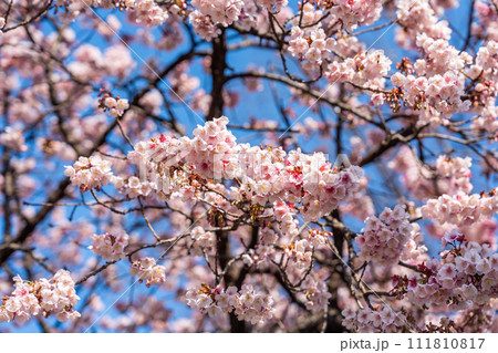 【徳島】両国橋東公園の寒桜 【徳島】両国橋東公園の寒桜 111810817