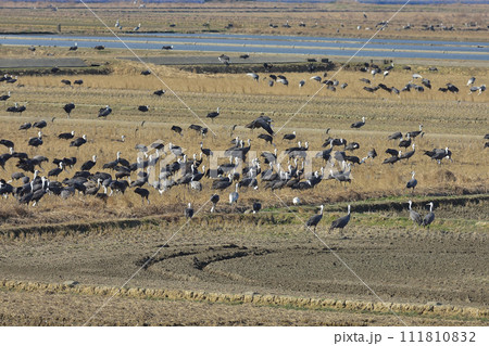 出水のツル 111810832