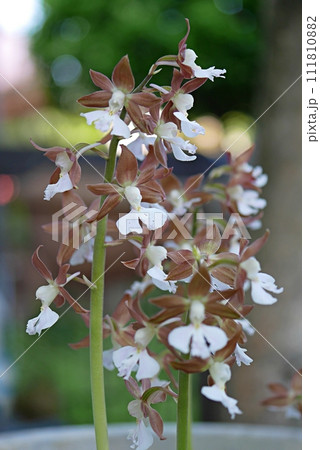 エビネの花20230401 111810882