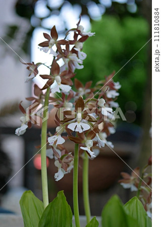 エビネの花20230402 エビネの花20230402 111810884