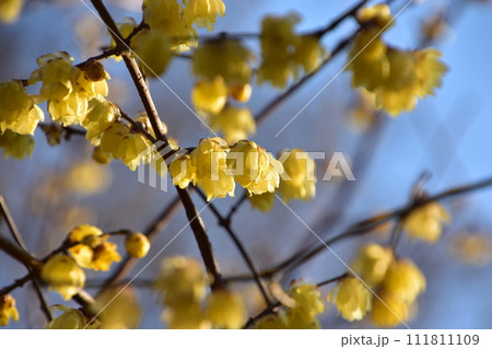 春の光を浴びて咲く満開のロウバイ 111811109