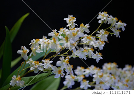 白いオンシジウム20230203 白いオンシジウム20230203 111811271