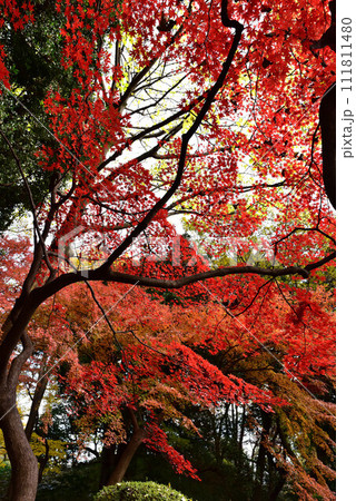 六義園 六義園 111811480