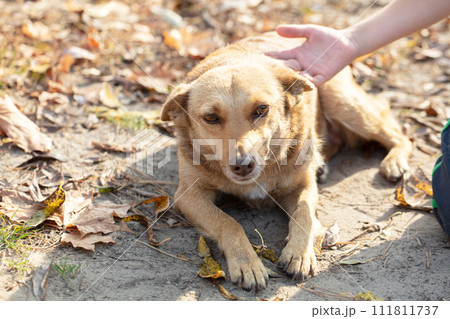 A hand strokes a dog a mongrel. 111811737