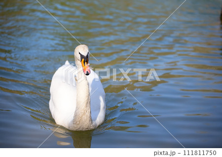 A white swan swims in blue water. A white swan swims in blue water. 111811750