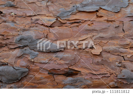 The bark of an old tree. Fragment of a pine trunk. 111811812