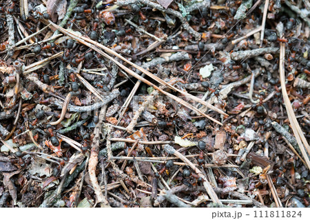 Fragment of an anthill close-up. 111811824