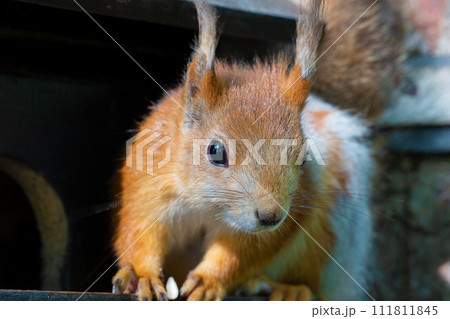 Funny red squirrel close-up.An animal in the park. Funny red squirrel close-up.An animal in the park. 111811845