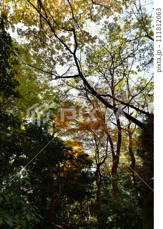 六義園の風景 六義園の風景 111812063