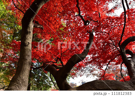 六義園 六義園 111812383