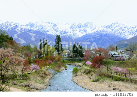 桜の季節の大出公園と白馬の山々 111812702
