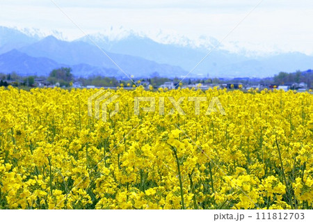 北アルプスを望む菜の花畑の風景 111812703