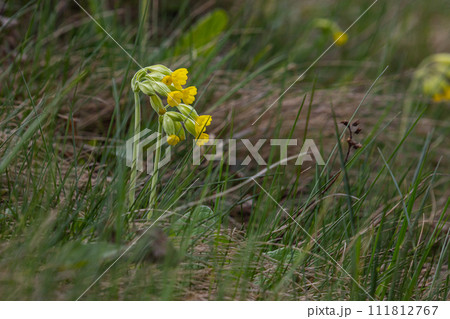Yellow Primula veris cowslip, common cowslip, cowslip primrose on soft green background.Selective focus Yellow Primula veris cowslip, common cowslip, cowslip primrose on soft green background.Selective focus 111812767