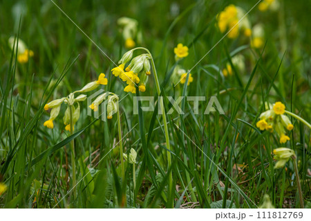 Yellow Primula veris cowslip, common cowslip, cowslip primrose on soft green background.Selective focus Yellow Primula veris cowslip, common cowslip, cowslip primrose on soft green background.Selective focus 111812769