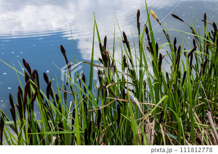 Carex acuta - found growing on the margins of rivers and lakes in the Palaearctic terrestrial ecoregions in beds of wet, alkaline or slightly acid depressions with mineral soil 111812778