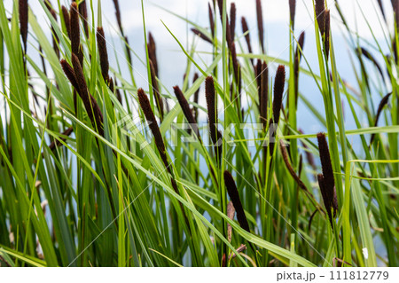 Carex acuta - found growing on the margins of rivers and lakes in the Palaearctic terrestrial ecoregions in beds of wet, alkaline or slightly acid depressions with mineral soil Carex acuta - found growing on the margins of rivers and lakes in the Palaearctic terrestrial ecoregions in beds of wet, alkaline or slightly acid depressions with mineral soil 111812779