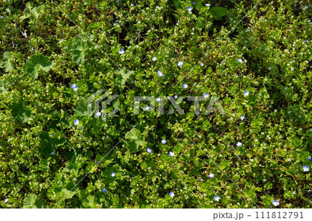 Summer background with blue flowers veronica chamaedrys. Blue flower bloom on green grass, spring background 111812791