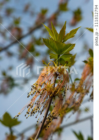 The ash-leaved maple Acer negundo flowers in early spring, sunny day and natural environment, blurred background 111812794
