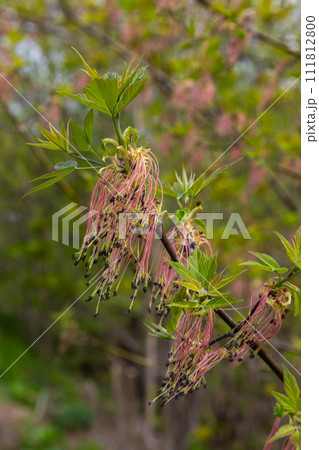The ash-leaved maple Acer negundo flowers in early spring, sunny day and natural environment, blurred background The ash-leaved maple Acer negundo flowers in early spring, sunny day and natural environment, blurred background 111812800