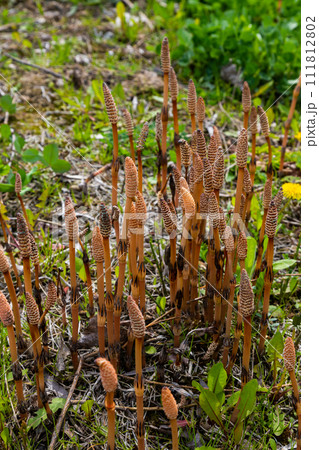Equisetum arvense, the field horsetail or common horsetail, is an herbaceous perennial plant of the family Equisetaceae. Horsetail plant Equisetum arvense Equisetum arvense, the field horsetail or common horsetail, is an herbaceous perennial plant of the family Equisetaceae. Horsetail plant Equisetum arvense 111812802