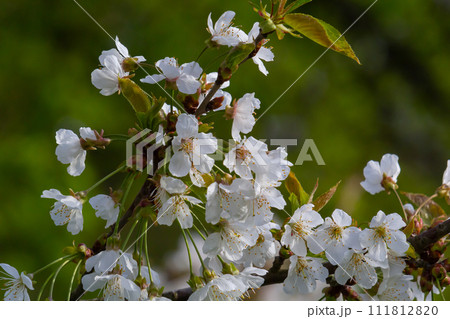 Selective focus of beautiful branches of cherry blossoms on the tree under blue sky, Beautiful Sakura flowers during spring season in the park, Floral pattern texture, Nature background Selective focus of beautiful branches of cherry blossoms on the tree under blue sky, Beautiful Sakura flowers during spring season in the park, Floral pattern texture, Nature background 111812820