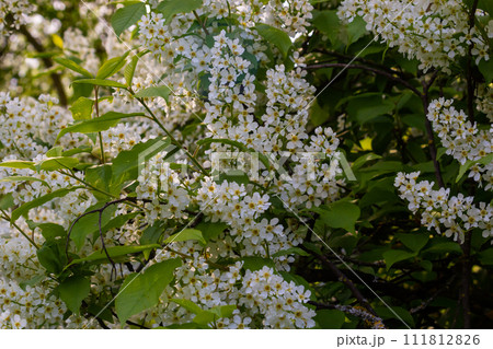 The blossoming bird cherry branch against the background of the blue sky. Spring. Macro. Flower vegetable background horizontally. Prunus padus The blossoming bird cherry branch against the background of the blue sky. Spring. Macro. Flower vegetable background horizontally. Prunus padus 111812826