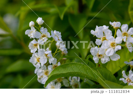 The blossoming bird cherry branch against the background of the blue sky. Spring. Macro. Flower vegetable background horizontally. Prunus padus 111812834