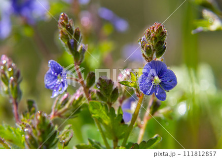 Closeup on the brlliant blue flowers of germander speedwell, Veronica chamaedrys growing in spring in a meadow, sunny day, natural environment 111812857