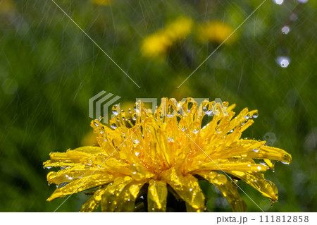 Dandelion Taraxacum officinale as a wall flower, is a pioneer plant and survival artist that can also thrive on gravel roads. Beautiful Taraxacum flower on a green garden Dandelion Taraxacum officinale as a wall flower, is a pioneer plant and survival artist that can also thrive on gravel roads. Beautiful Taraxacum flower on a green garden 111812858