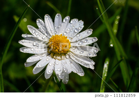 White daisies flowers growing together on a green lawn. Floral spring background White daisies flowers growing together on a green lawn. Floral spring background 111812859