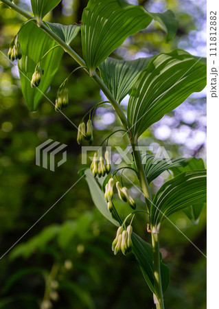 Polygonatum multiflorum, the Solomon's seal, David's harp, ladder-to-heaven or Eurasian Solomon's seal, is a species of flowering plant in the family Asparagaceae Polygonatum multiflorum, the Solomon's seal, David's harp, ladder-to-heaven or Eurasian Solomon's seal, is a species of flowering plant in the family Asparagaceae 111812882