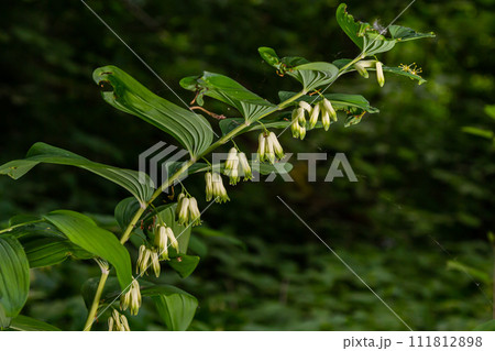 Polygonatum multiflorum, the Solomon's seal, David's harp, ladder-to-heaven or Eurasian Solomon's seal, is a species of flowering plant in the family Asparagaceae 111812898