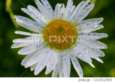 Wild daisy flowers growing on meadow, white chamomiles. Oxeye daisy, Leucanthemum vulgare, Daisies, Dox-eye, Common daisy, Dog daisy, Gardening concept Wild daisy flowers growing on meadow, white chamomiles. Oxeye daisy, Leucanthemum vulgare, Daisies, Dox-eye, Common daisy, Dog daisy, Gardening concept 111812905