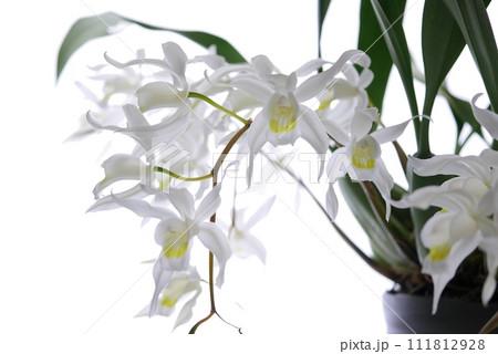 セロジネ・インターメディア20230218 111812928