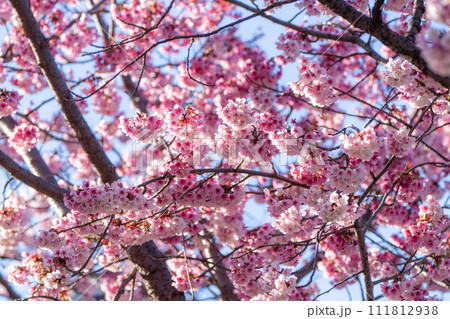 【徳島】両国橋東公園の寒桜 【徳島】両国橋東公園の寒桜 111812938