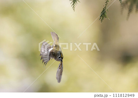 針葉樹の木の間を飛び回るキクイタダキ 111812949