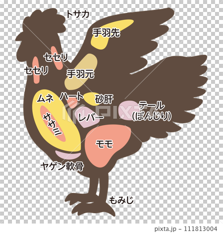 Illustration of chicken parts 111813004