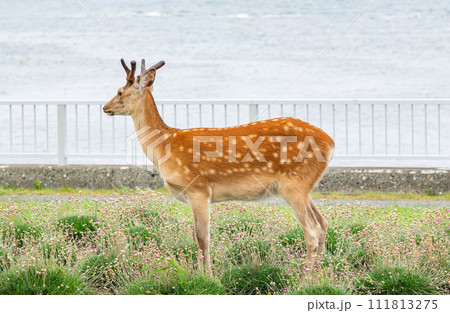 北海道に生息する野生のエゾシカ（夏毛） 111813275