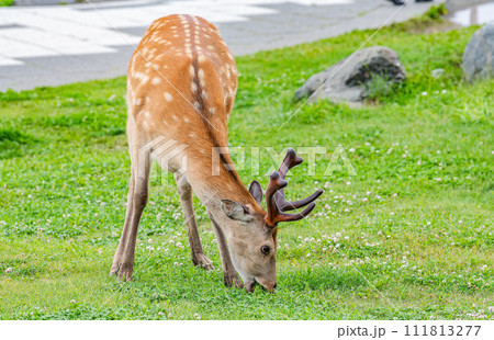北海道に生息する野生のエゾシカ(夏毛)草を食べる様子を前から撮影 北海道に生息する野生のエゾシカ(夏毛)草を食べる様子を前から撮影 111813277