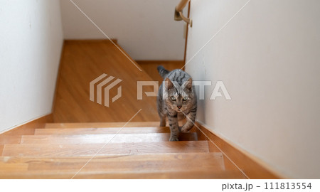 階段を上る猫　サバトラ猫 111813554
