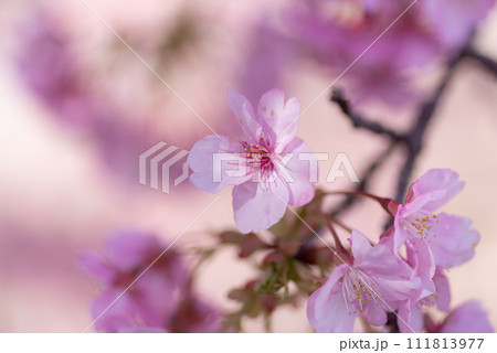 満開の河津桜 111813977