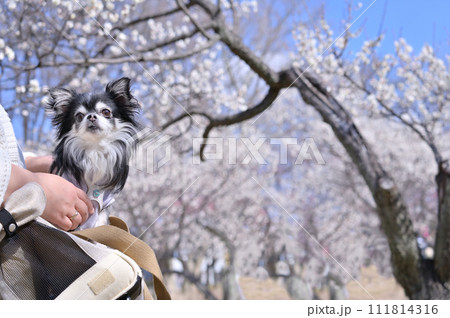 キャリーバッグ入って散歩する幼いチワワと女性 111814316